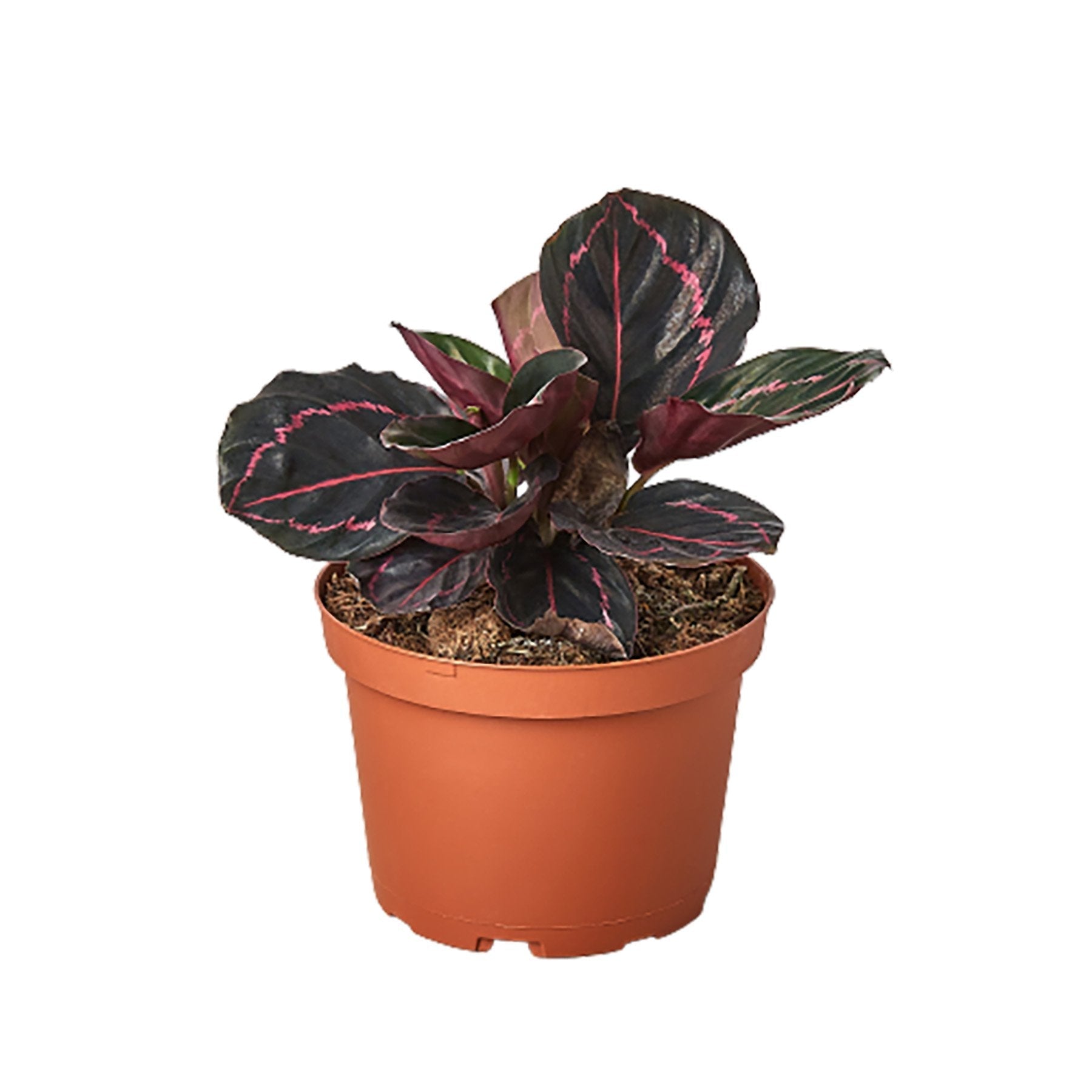 2 Calathea Plants Variety Pack in 4 Pots