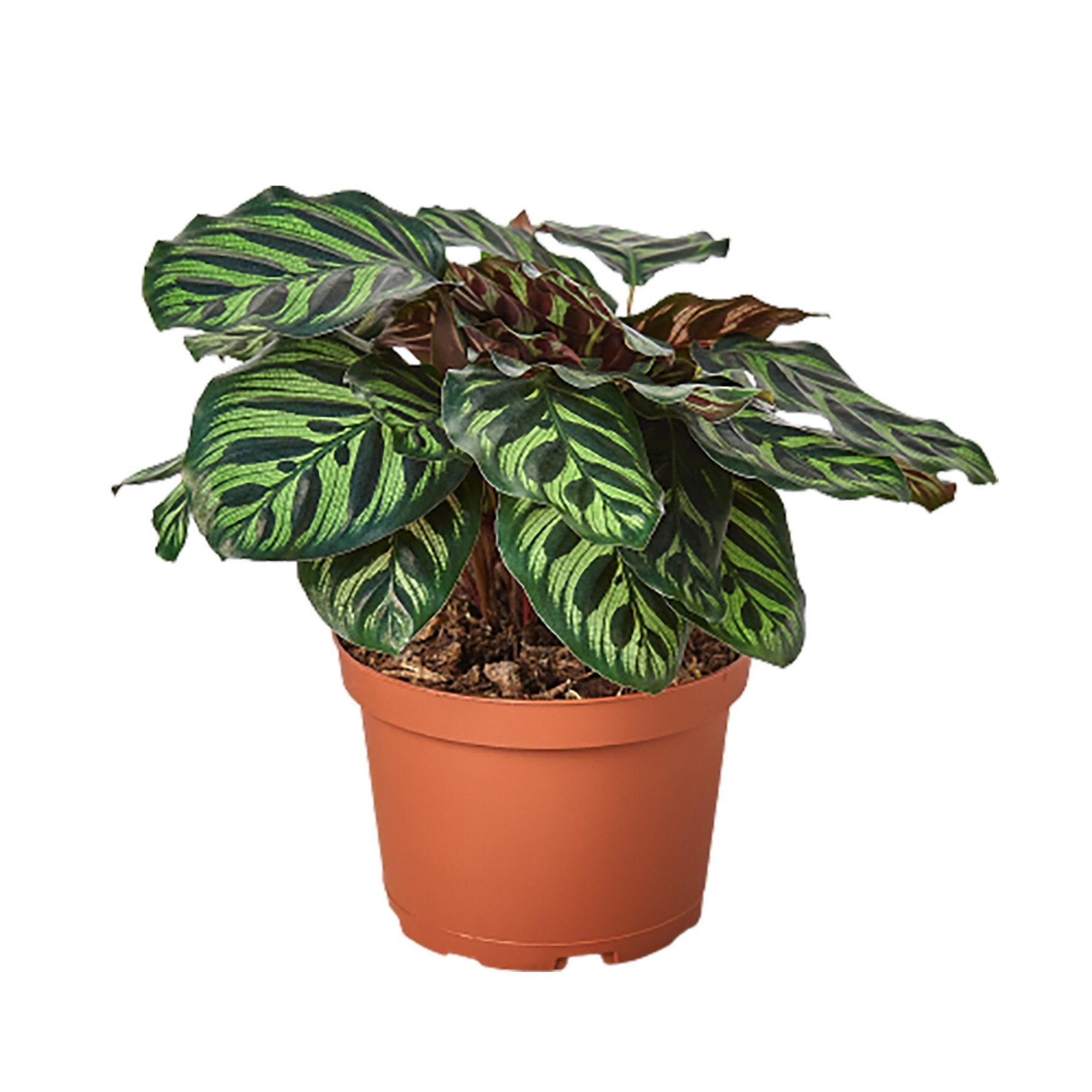 2 Calathea Plants Variety Pack in 4 Pots