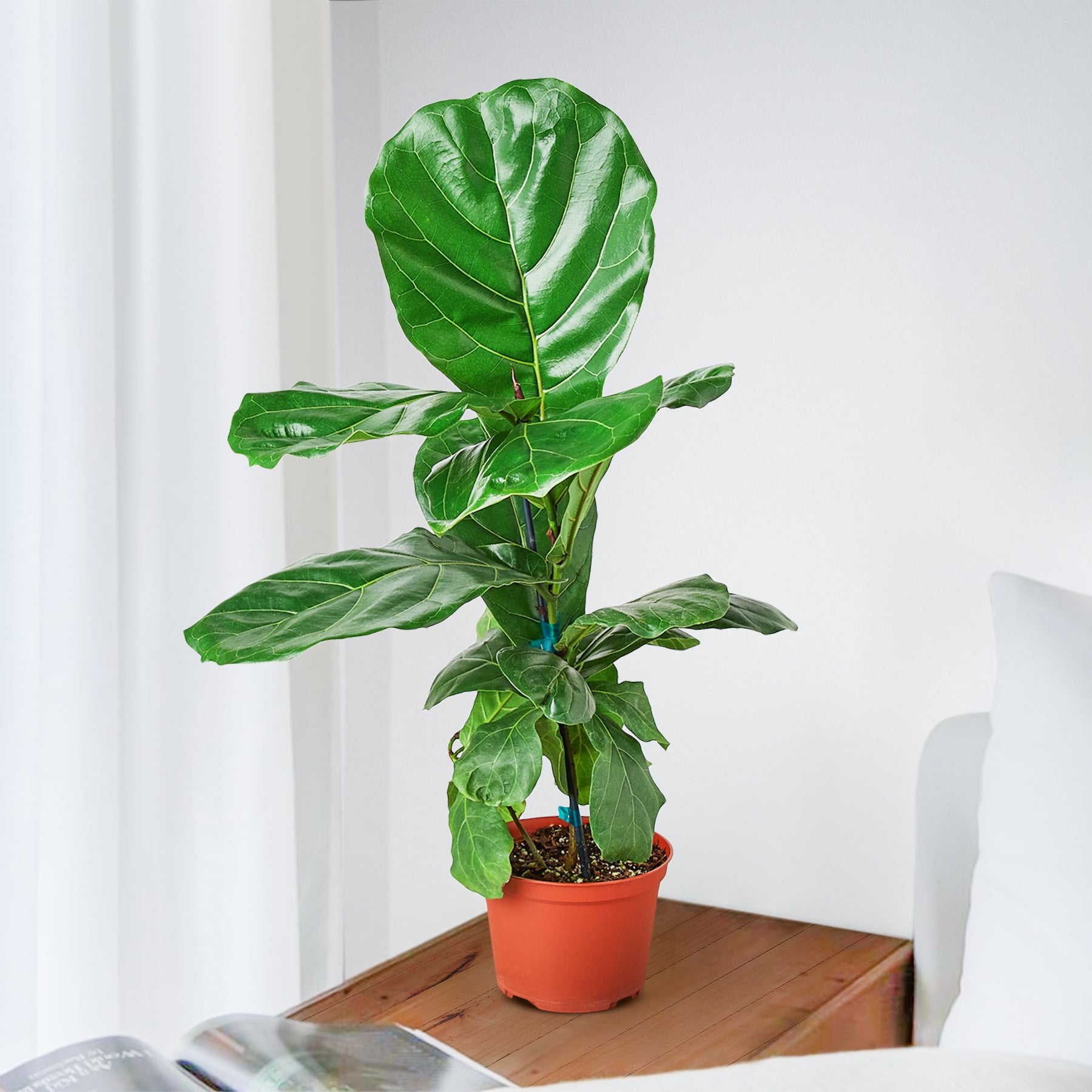 Ficus Lyrata Fiddle Leaf Fig