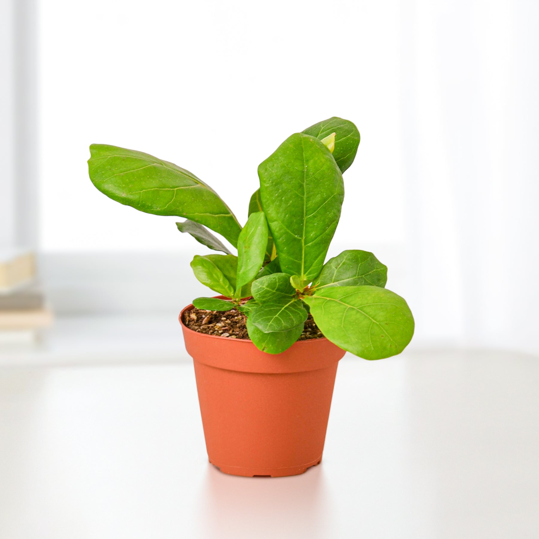 Ficus Lyrata Fiddle Leaf Fig