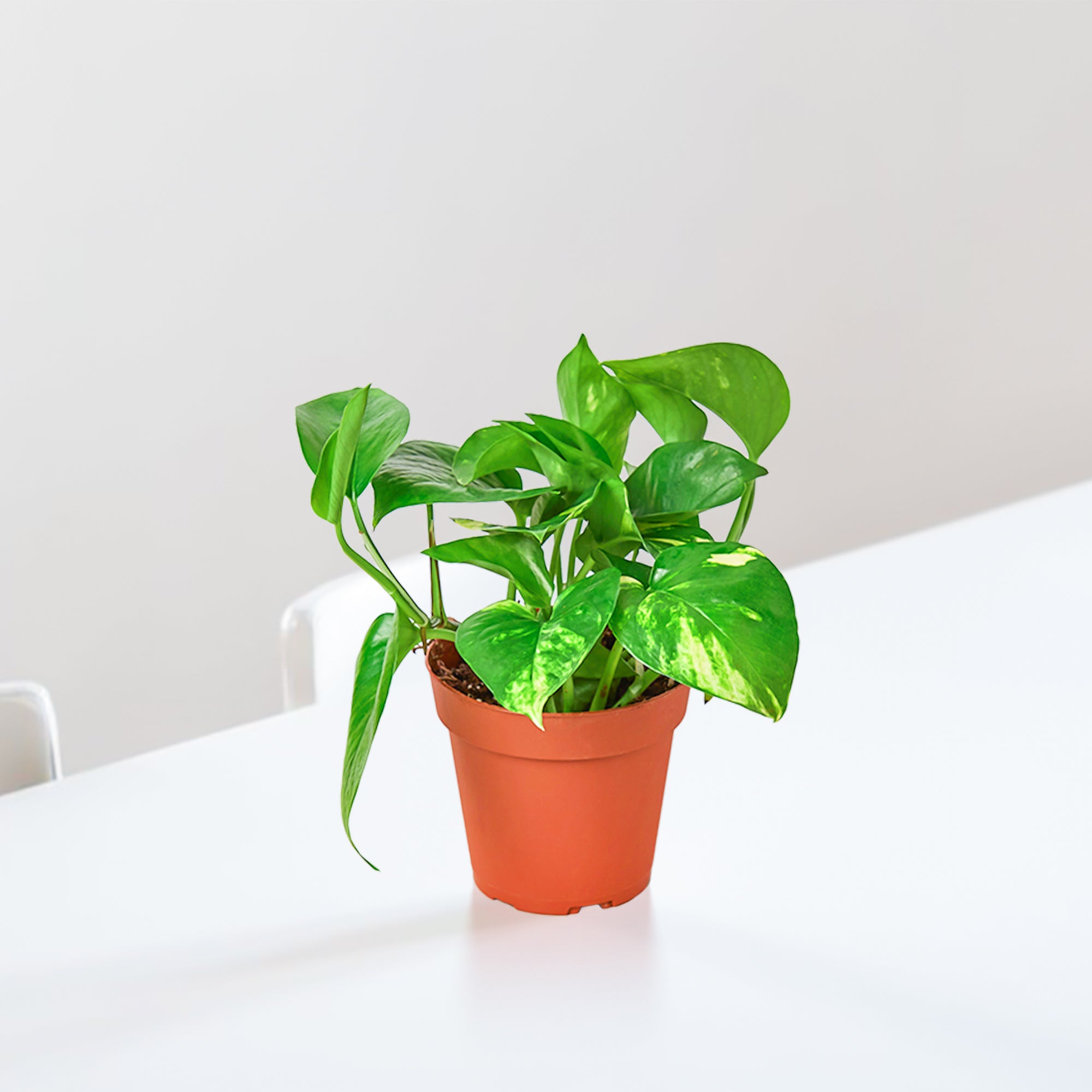 Pothos Golden