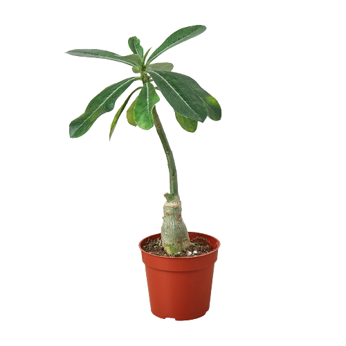 Succulent Adenium Obesum Desert Rose