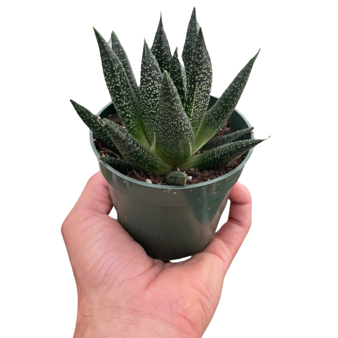 Succulent Gasteria Durban