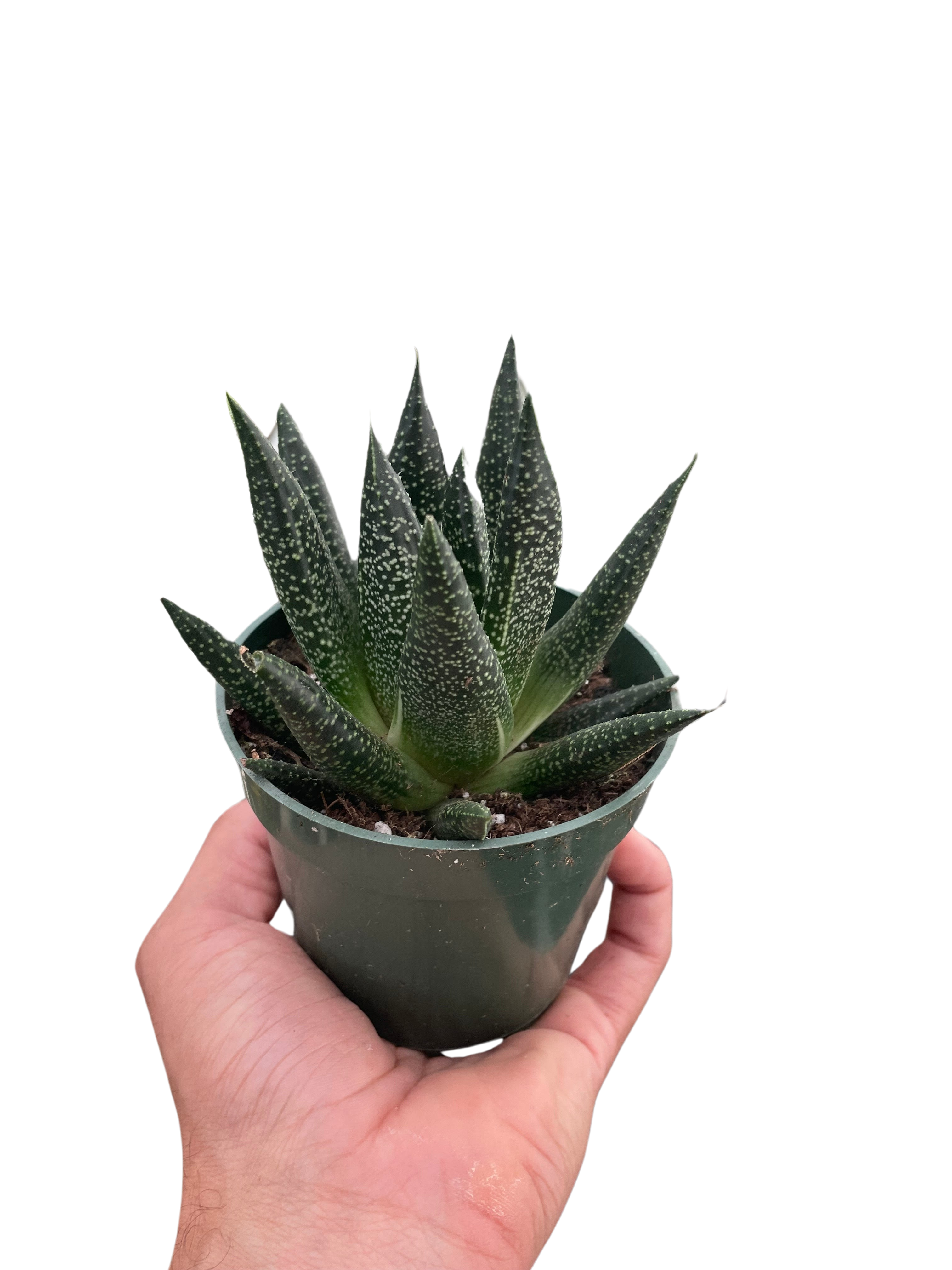 Succulent Gasteria Durban