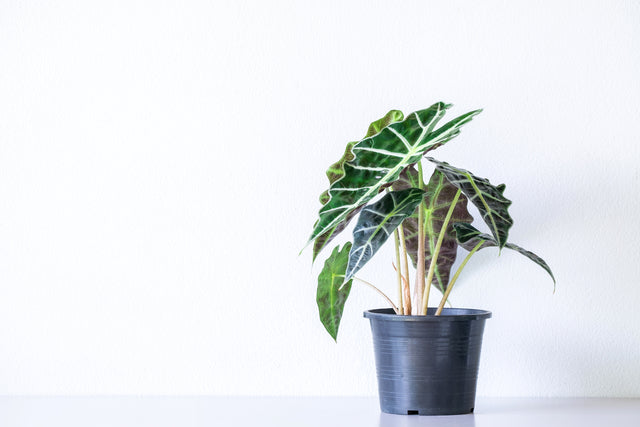 Alocasia Polly African Mask