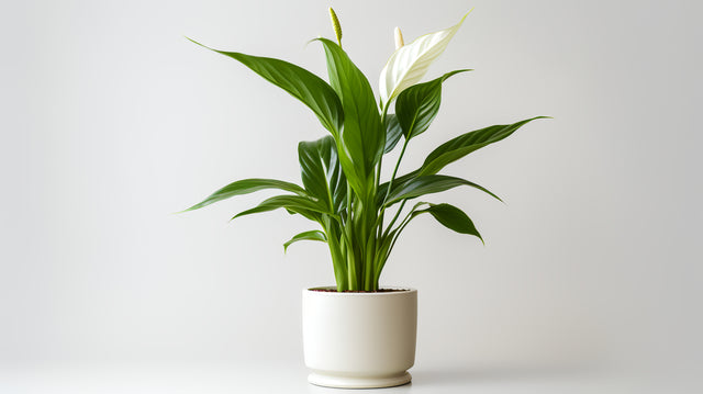 Spathiphyllum Peace Lily