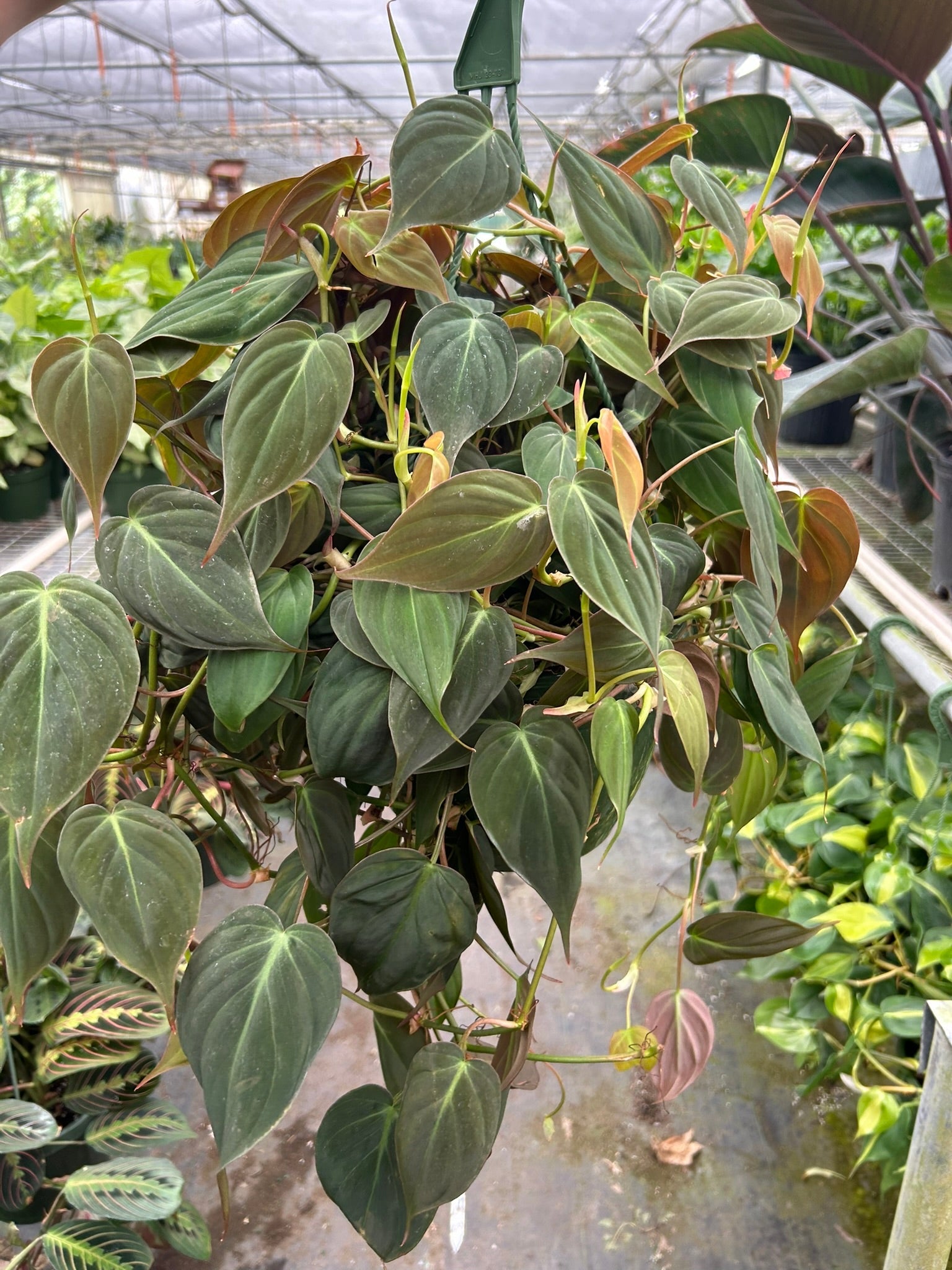 Philodendron Velvet