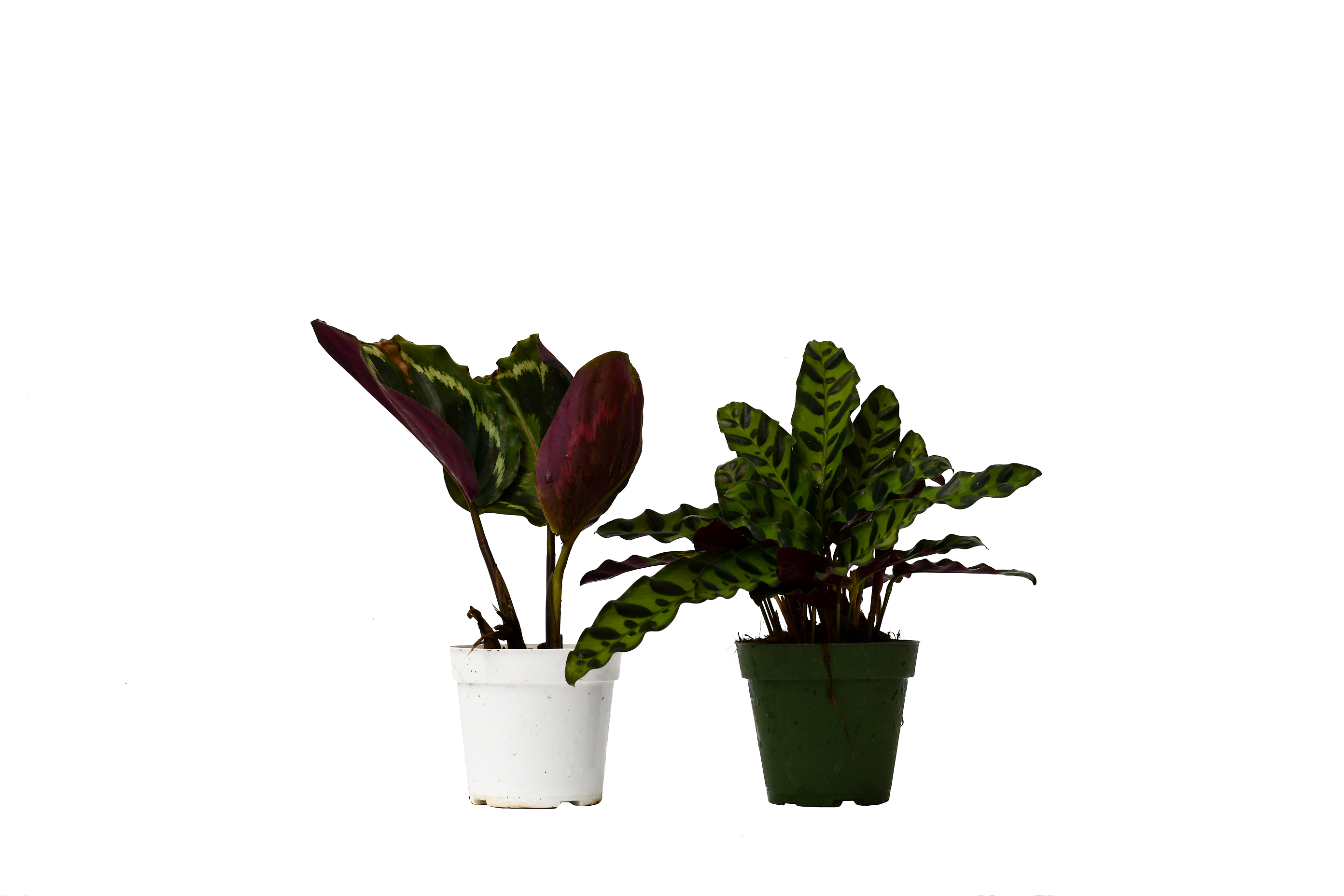 2 Calathea Plants Variety Pack in 4 Pots