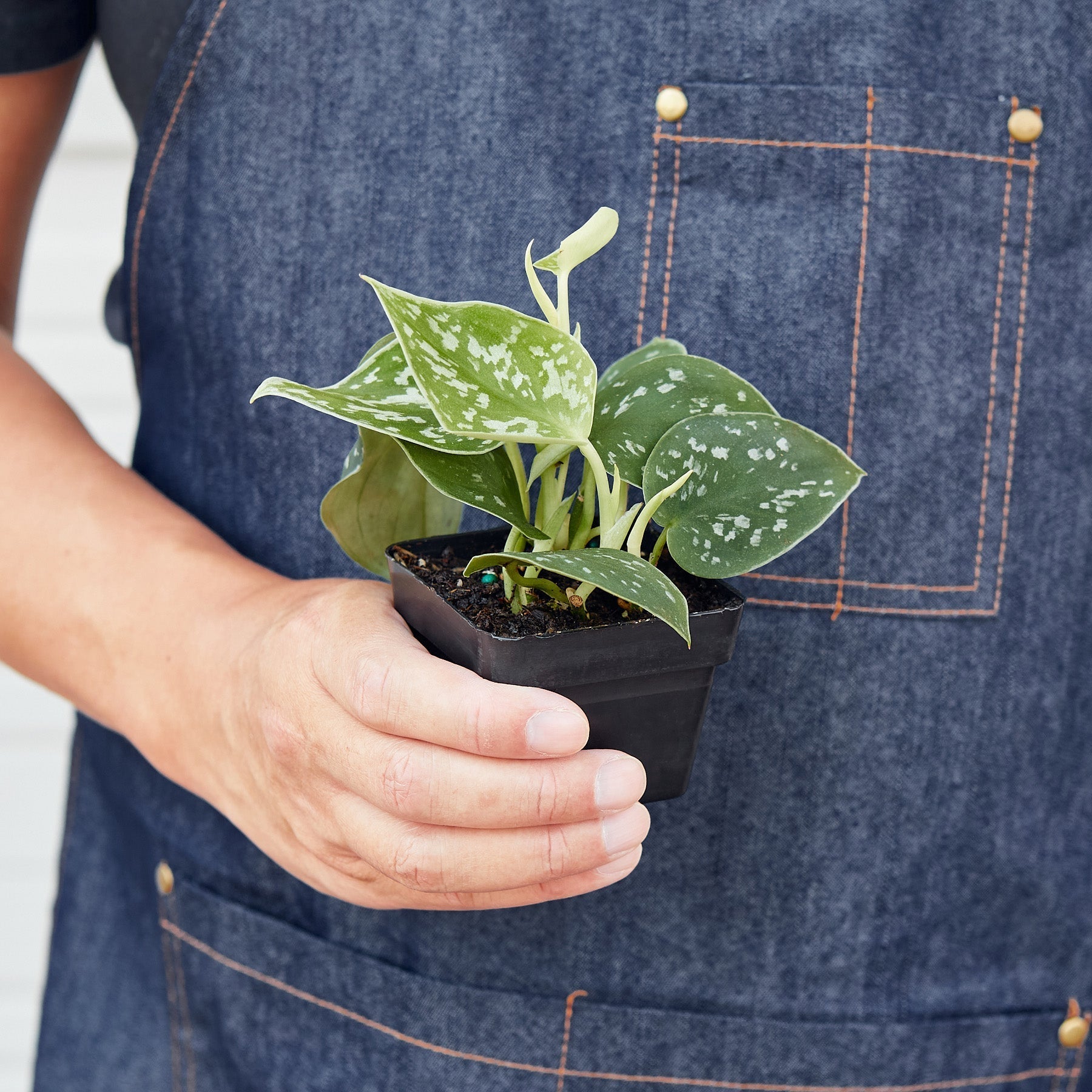 Pothos Satin