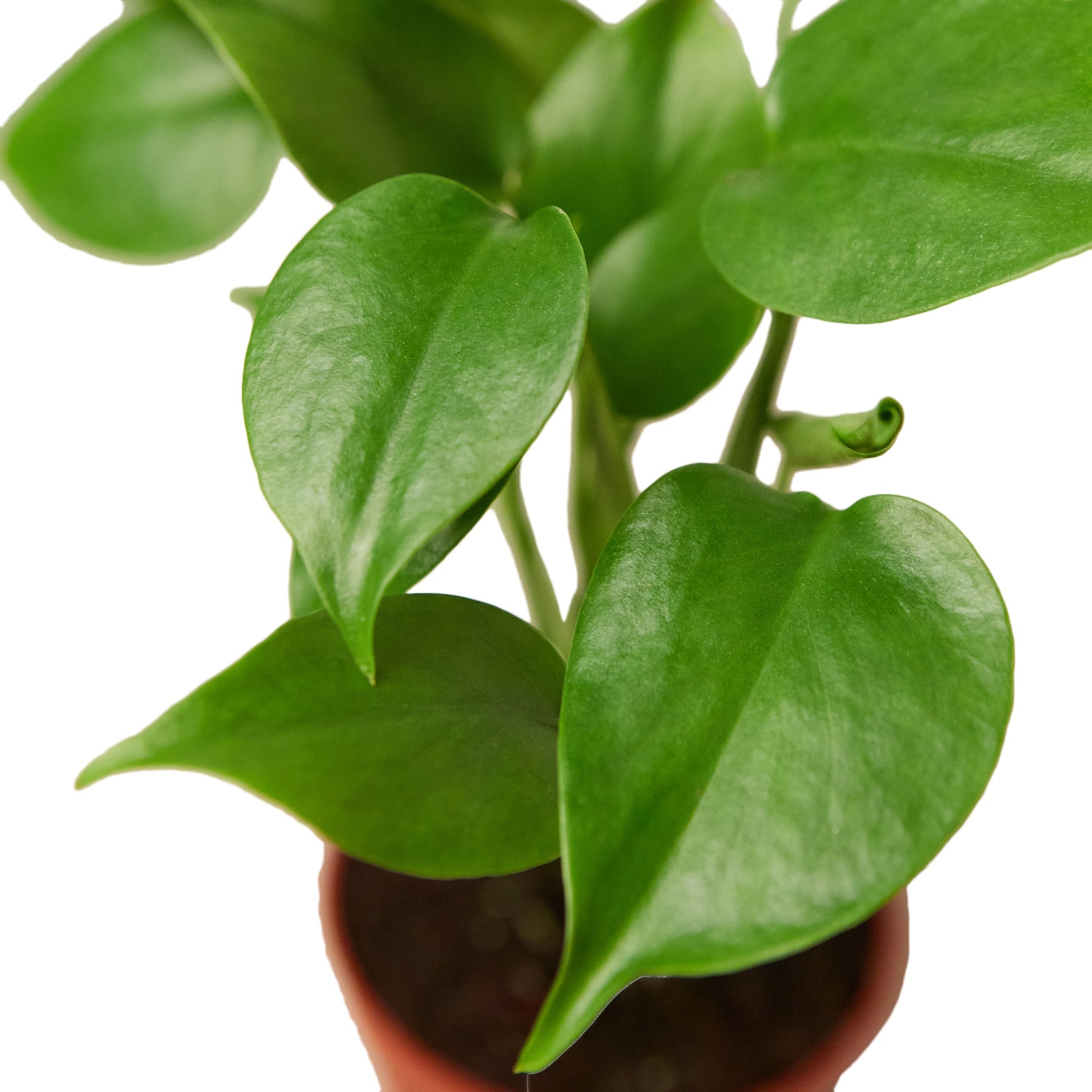 Monstera Deliciosa Split Leaf