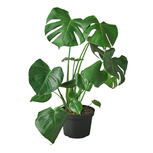 Monstera Deliciosa Split Leaf