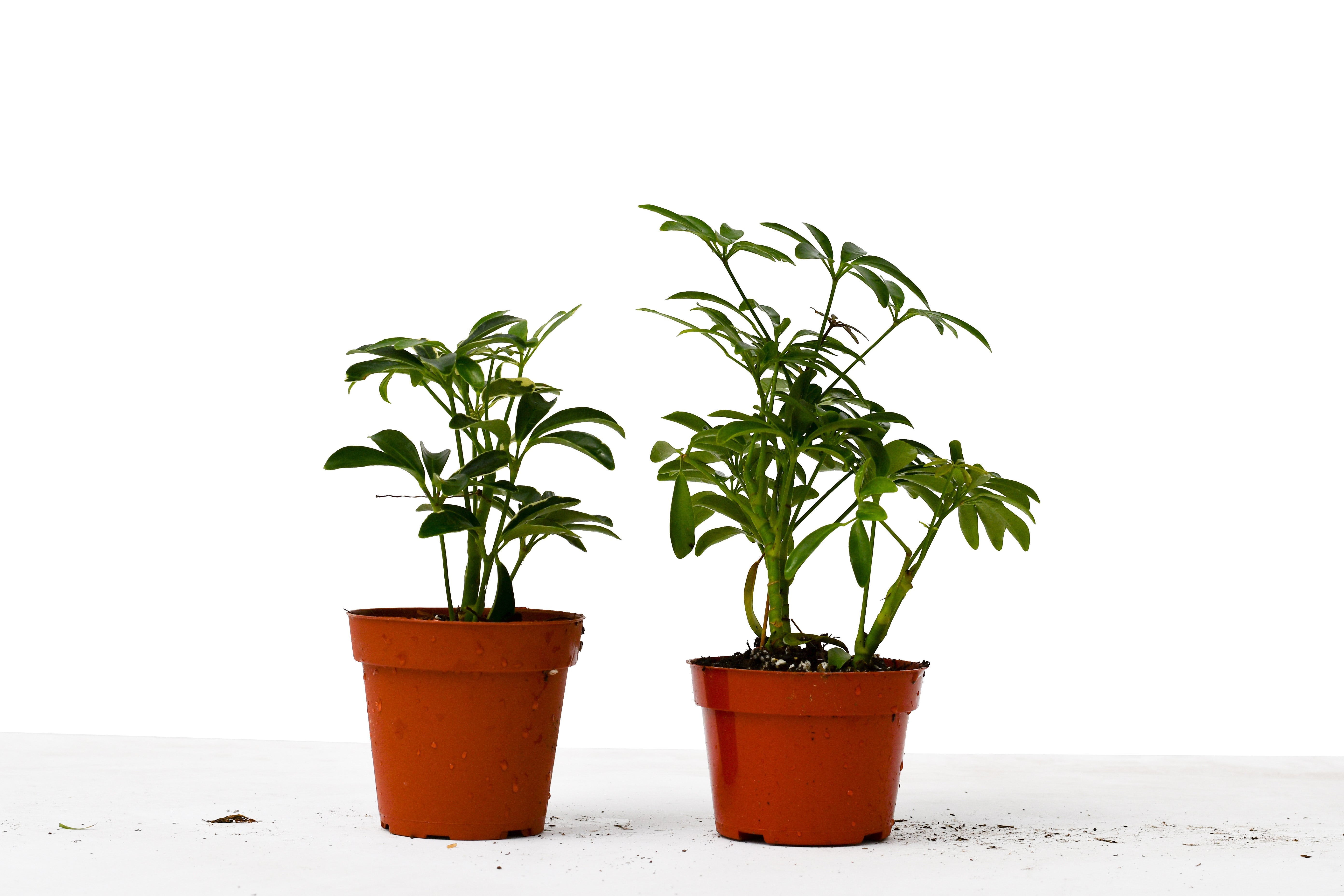 2 Different Schefflera Plants Variety Pack - 4 Pot
