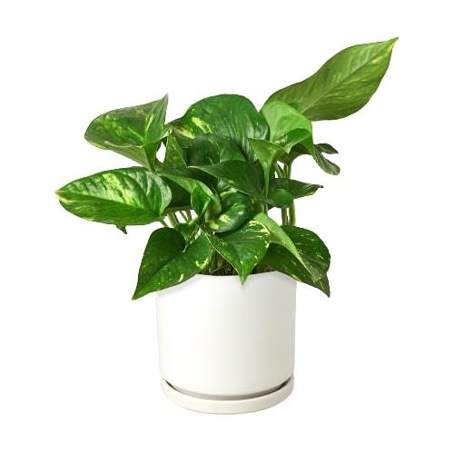 Pothos Golden