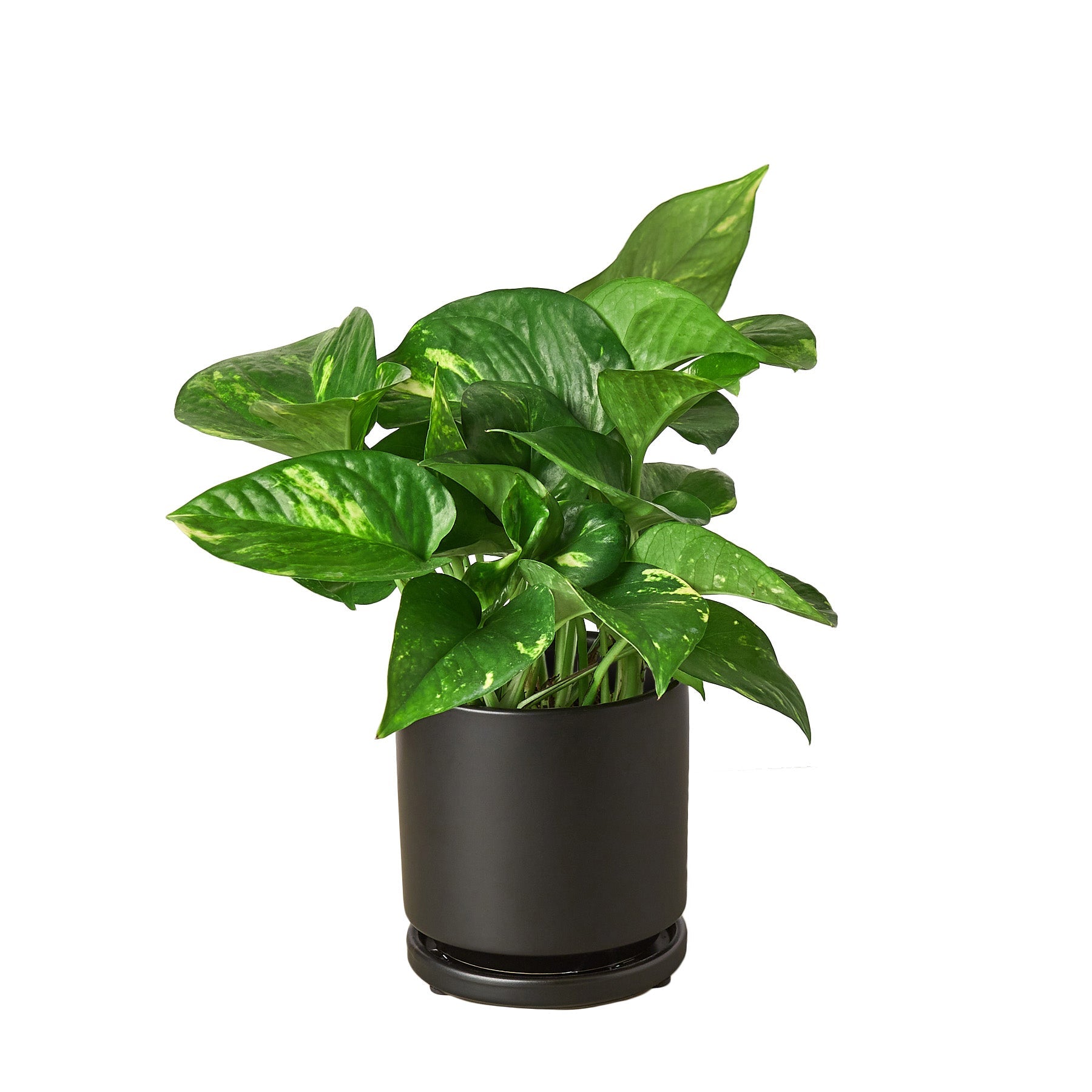 Pothos Golden