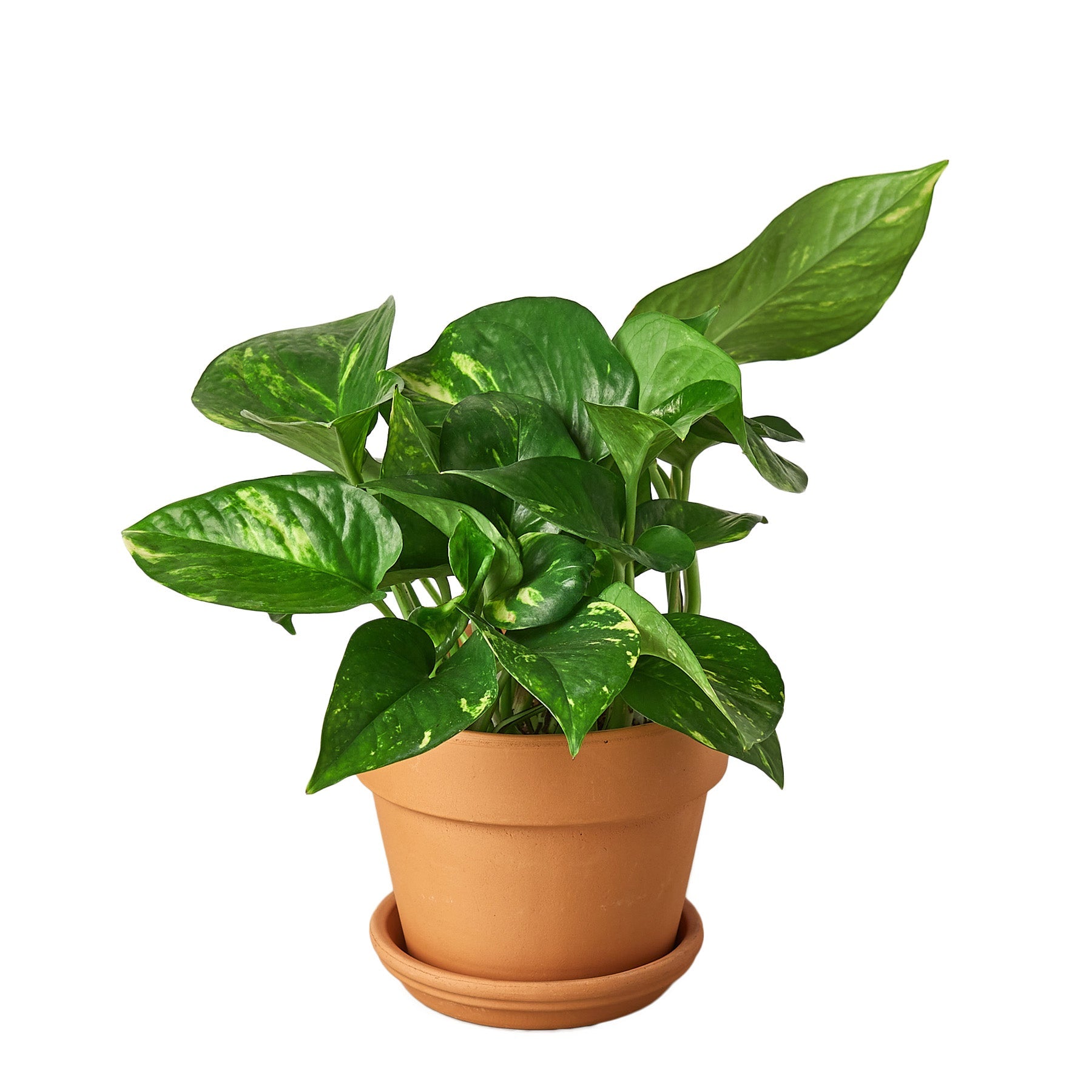 Pothos Golden