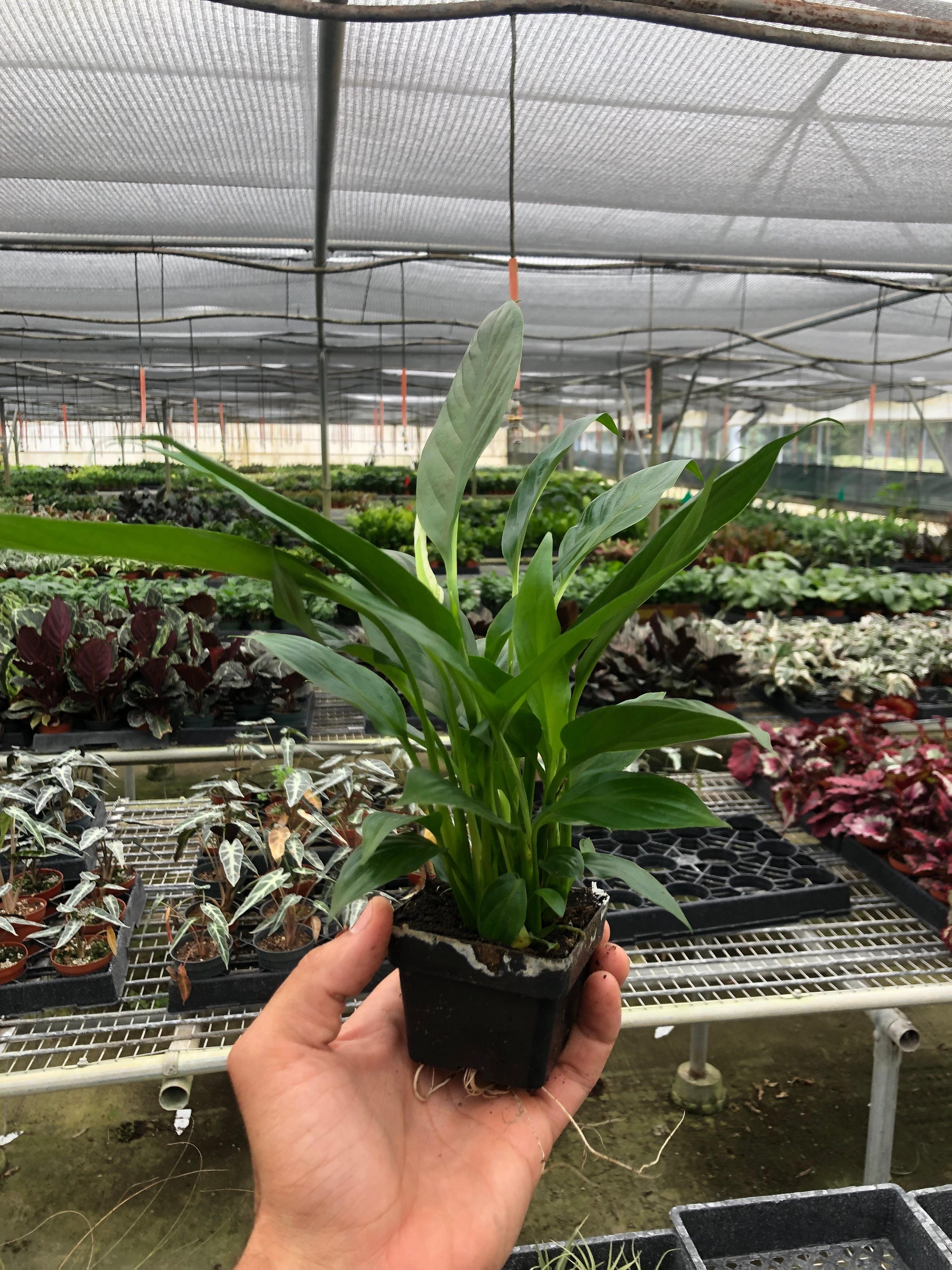 Spathiphyllum Peace Lily